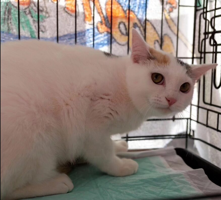保護猫