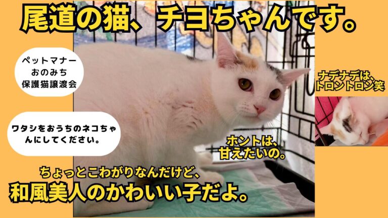 保護猫