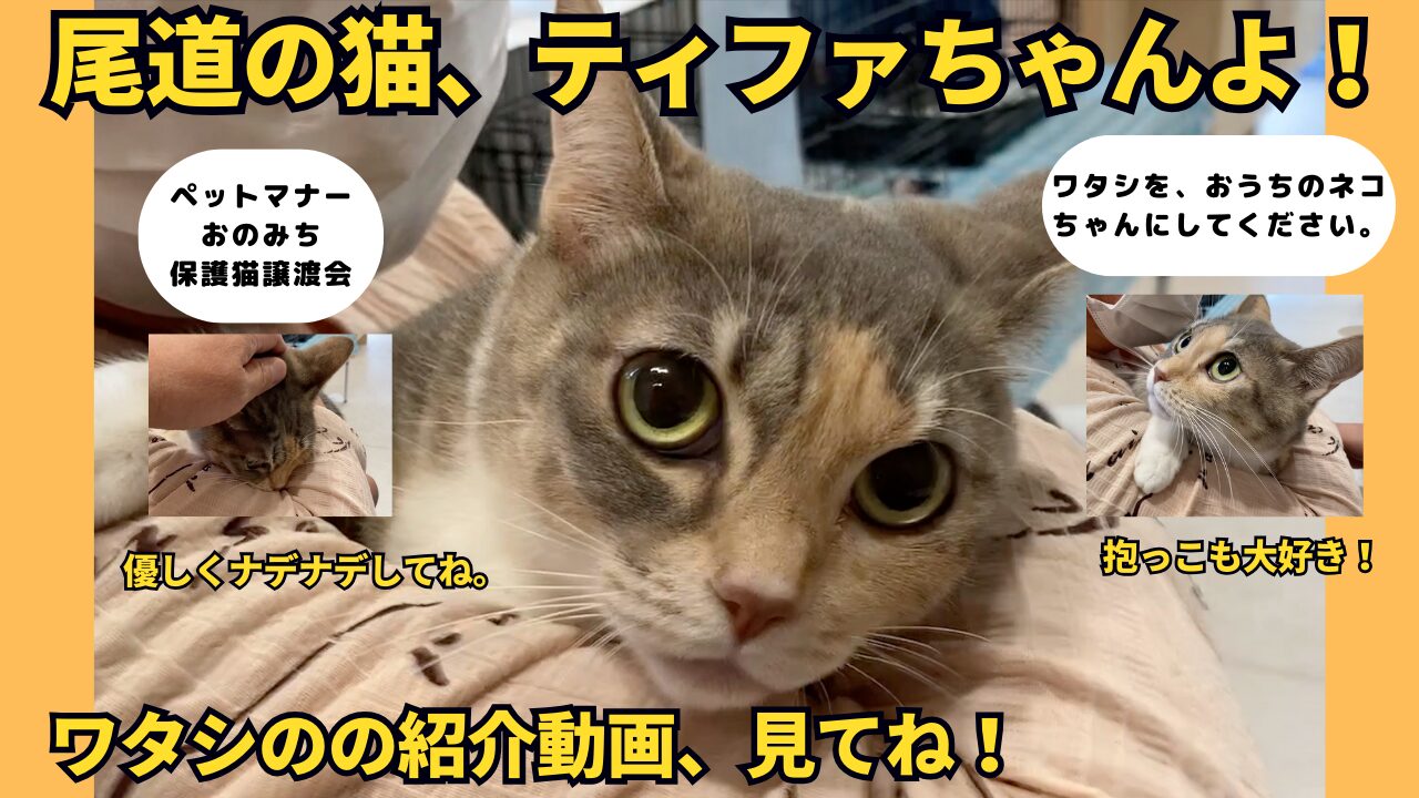 保護猫