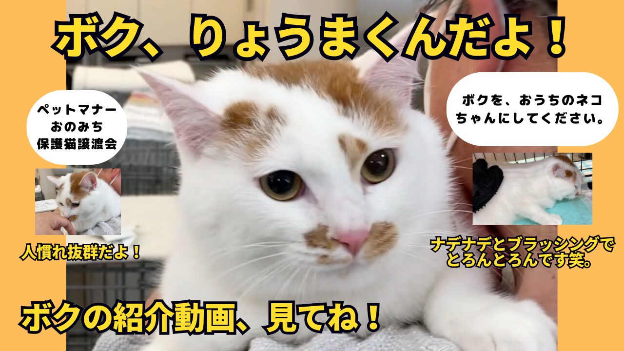 保護猫